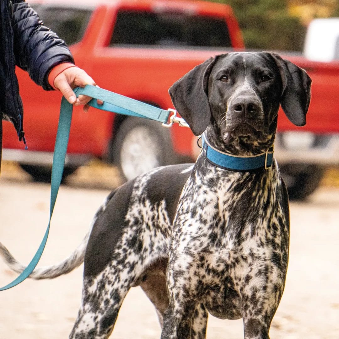 Laisse pour chien | Double poignées