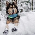 Botte pour chien | Surface enneigée