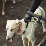 Dog pulling harness | PIGMA