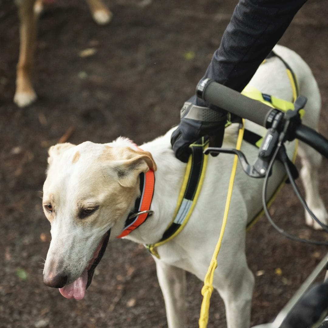 Dog pulling harness | PIGMA