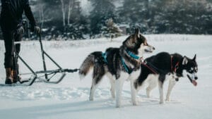 Bungee for dog sled