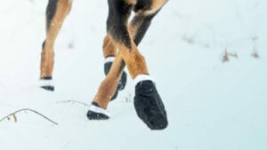 Dog boot | Snowy surface