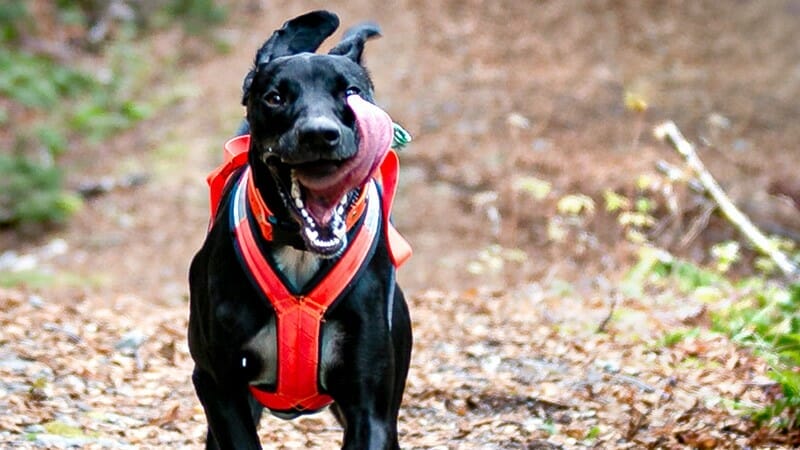 canadian dog harness company