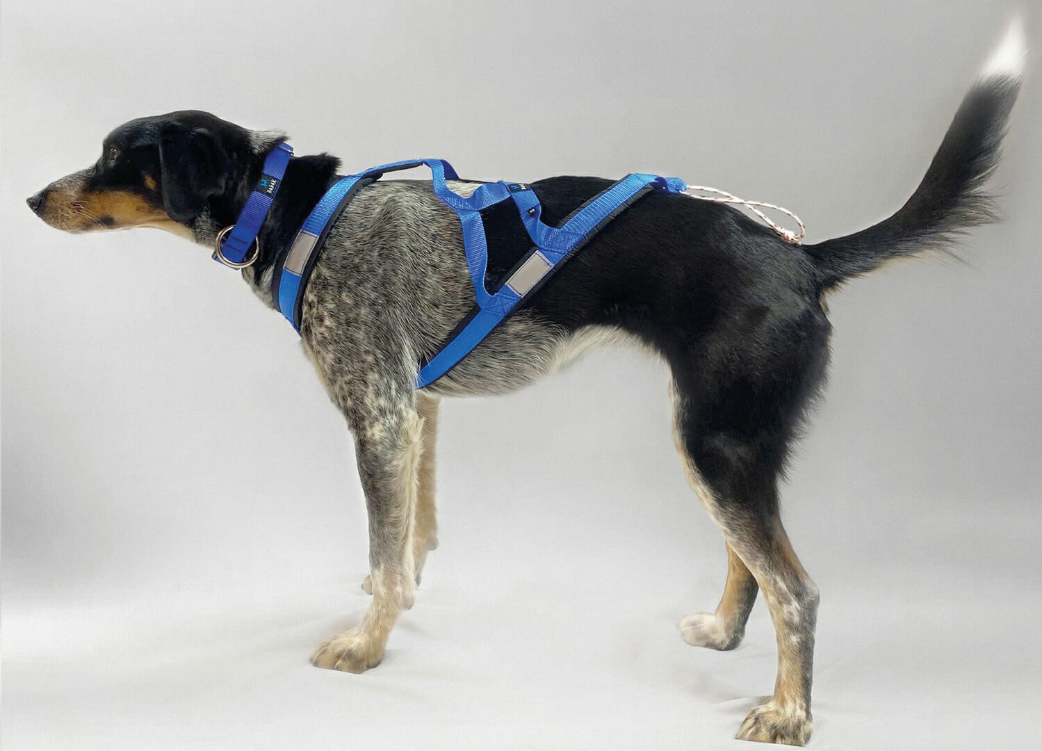 NAHAK | Harnais de traction rembourré en X | spécialement développé pour  les sports de chiens harnais (canicross, bikejoring, traîneau à chiens)