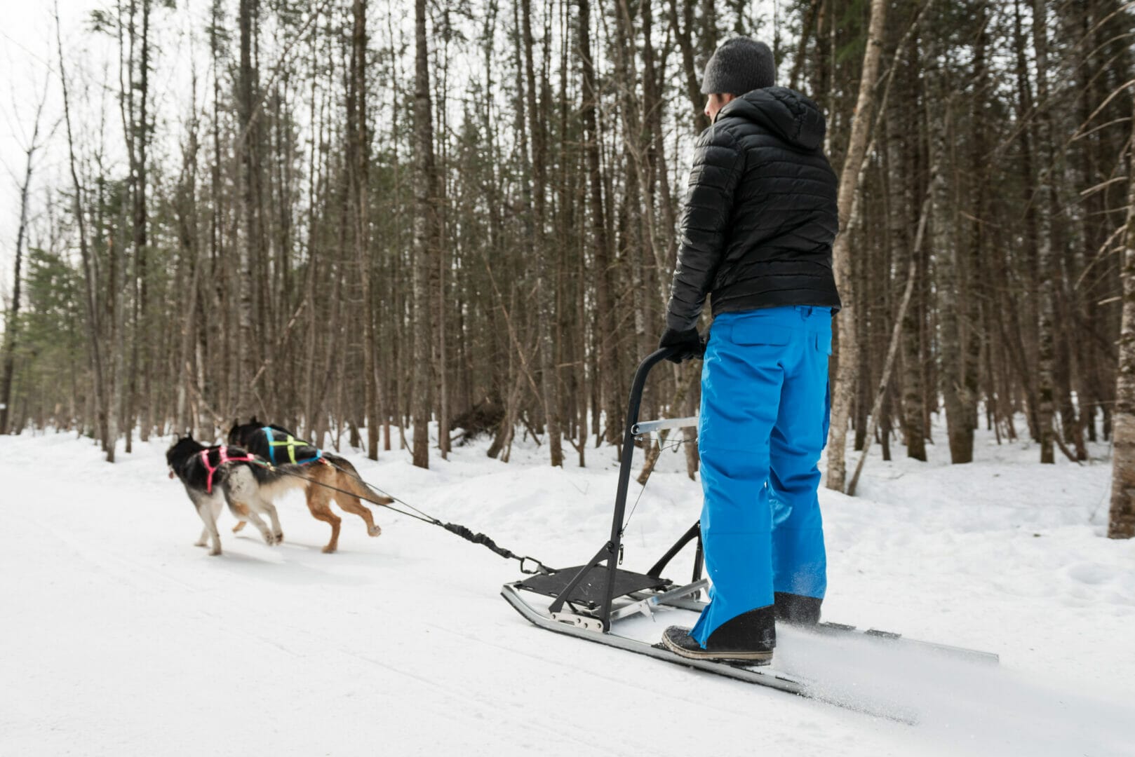 Dog clearance mushing equipment