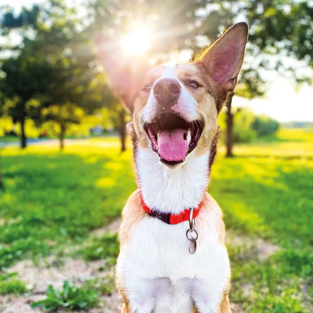 CollierClip3 Collier pour chien | Clip