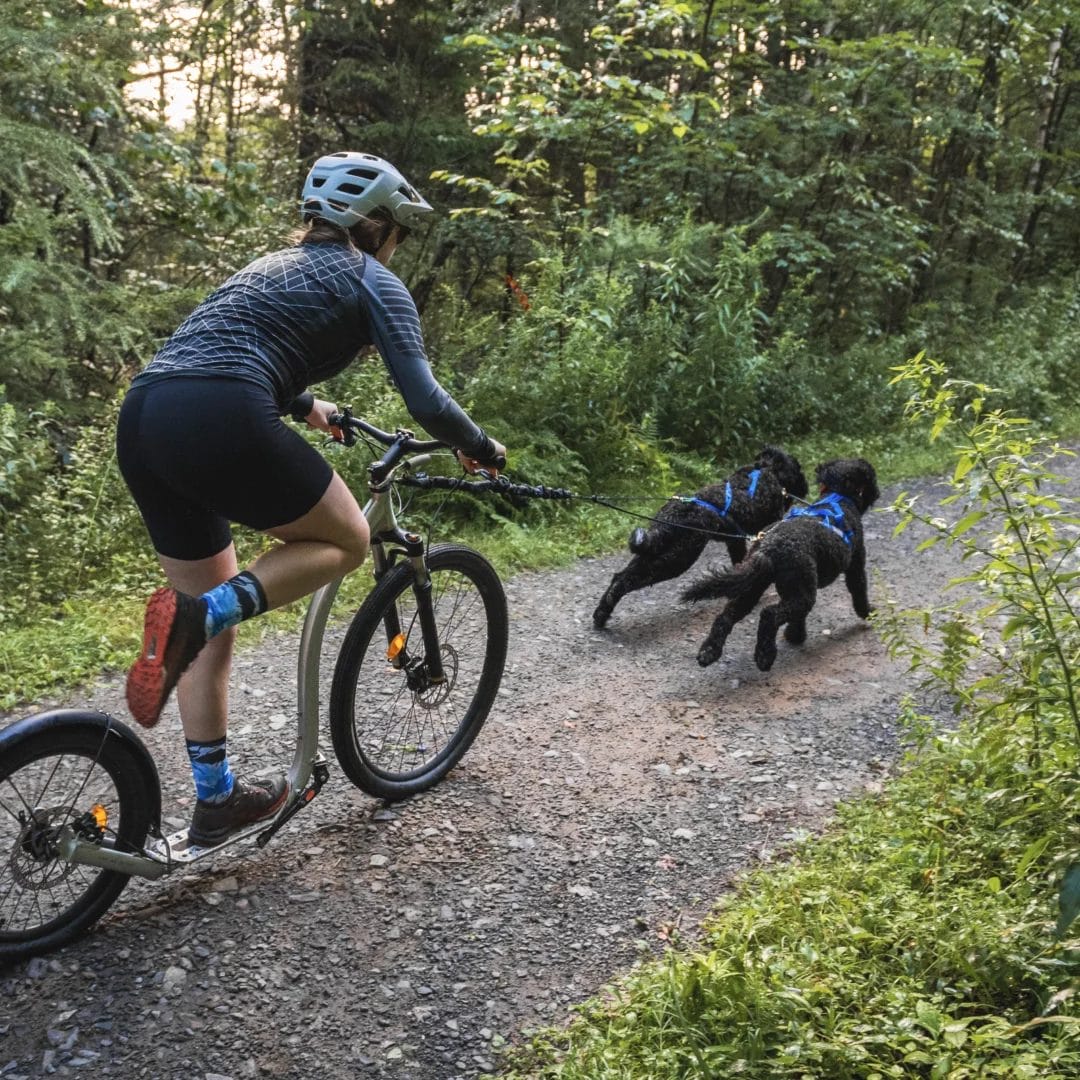 Bikejoring bungee line