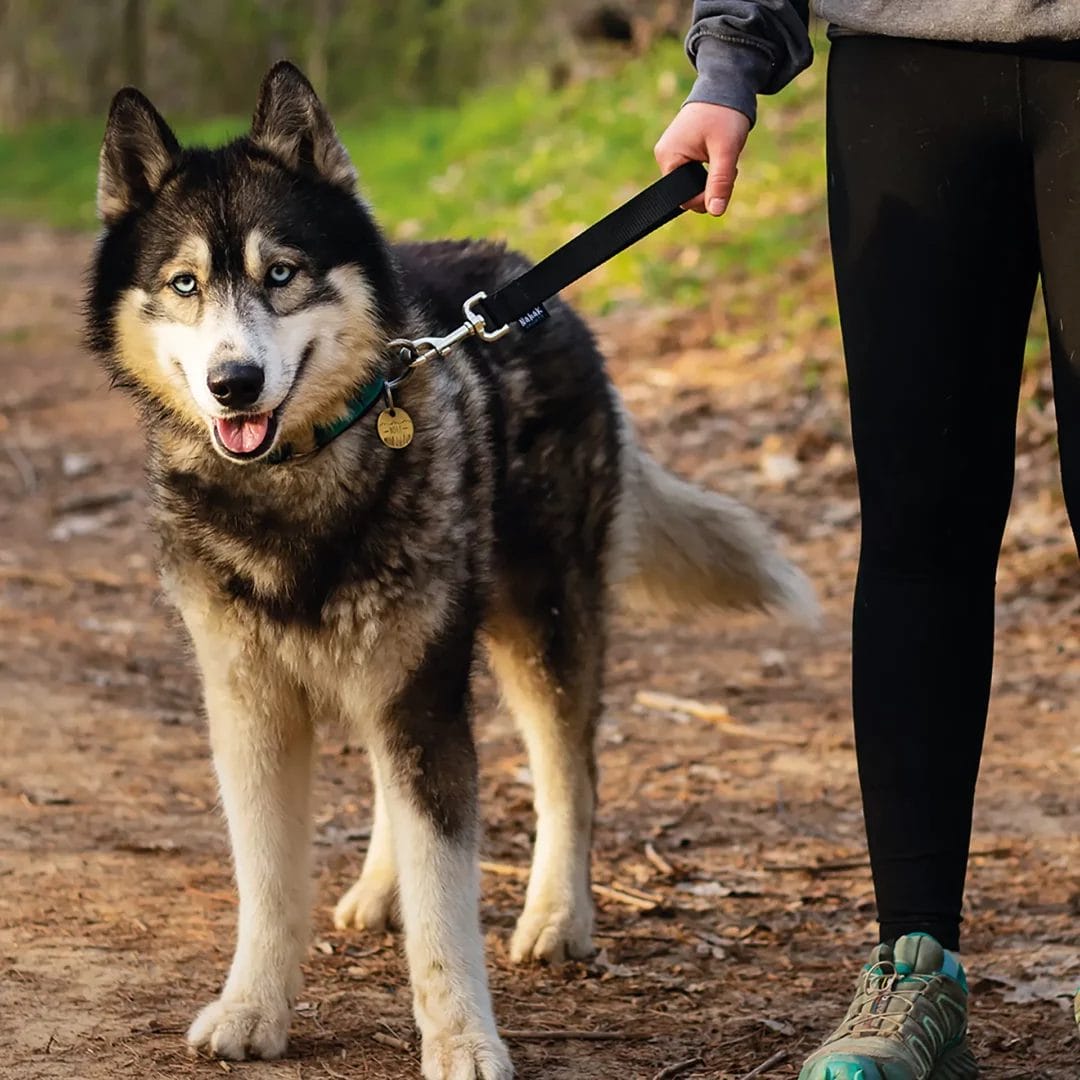 Dog leash | Control