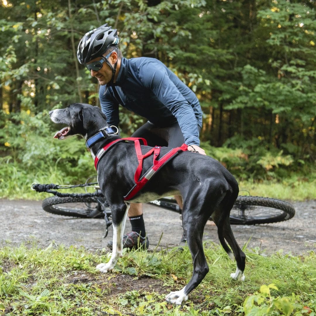 Dog pulling harness