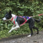 Harnais de traction pour chien | PIGMA