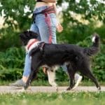 Multifunctional belt