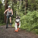 Dog boot | Dirt surface