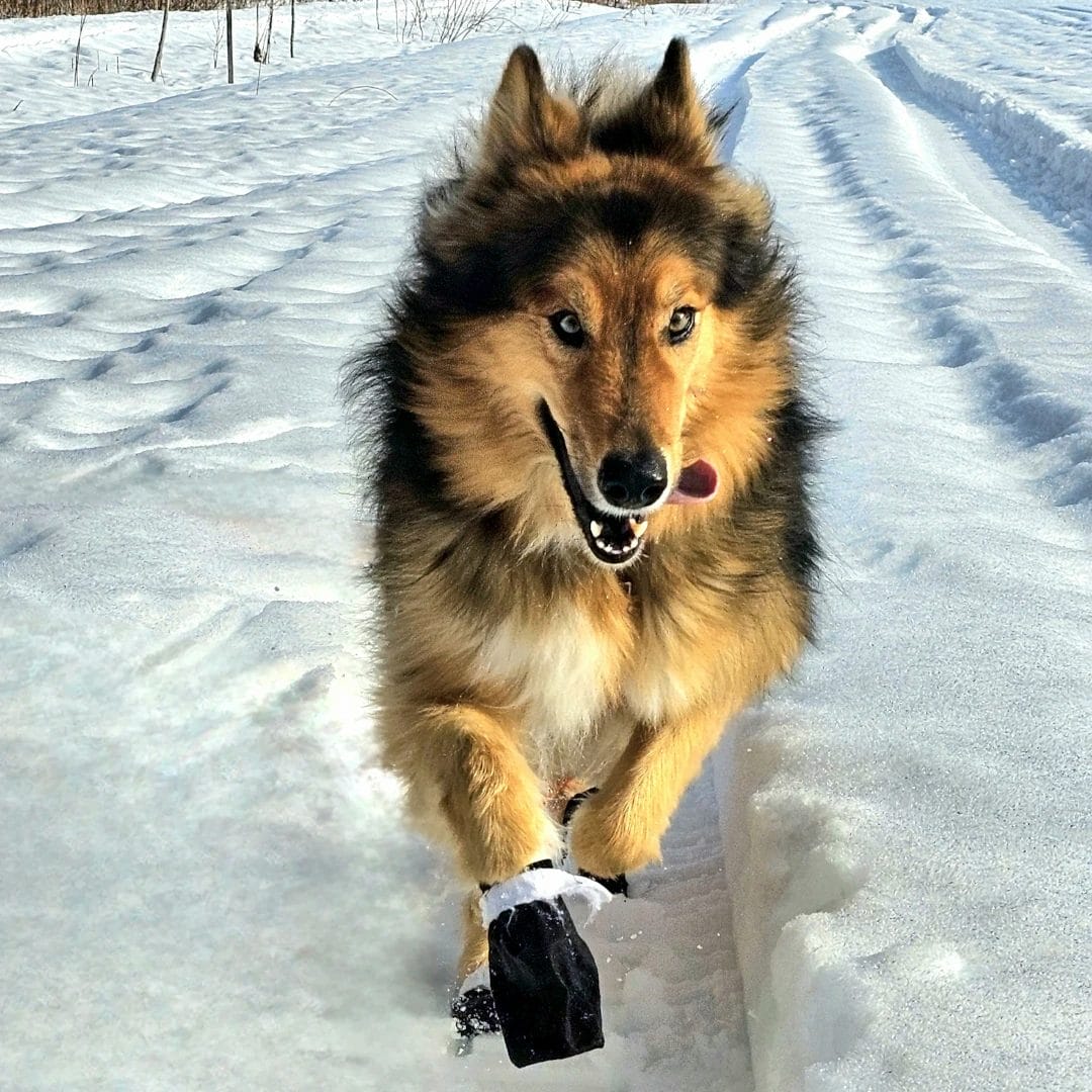 20240313_155628(0) Botte pour chien | Surface enneigée