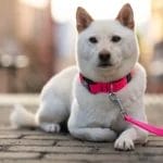 collier_clip Collier pour chien | Clip