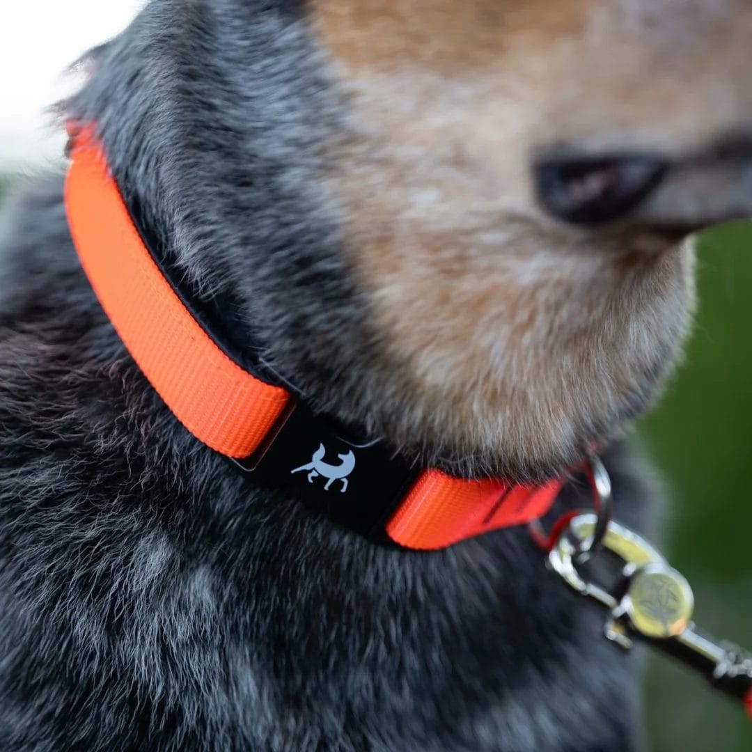 collier_clip_2 Collier pour chien | Clip