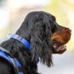 Dog collar | Harness sports