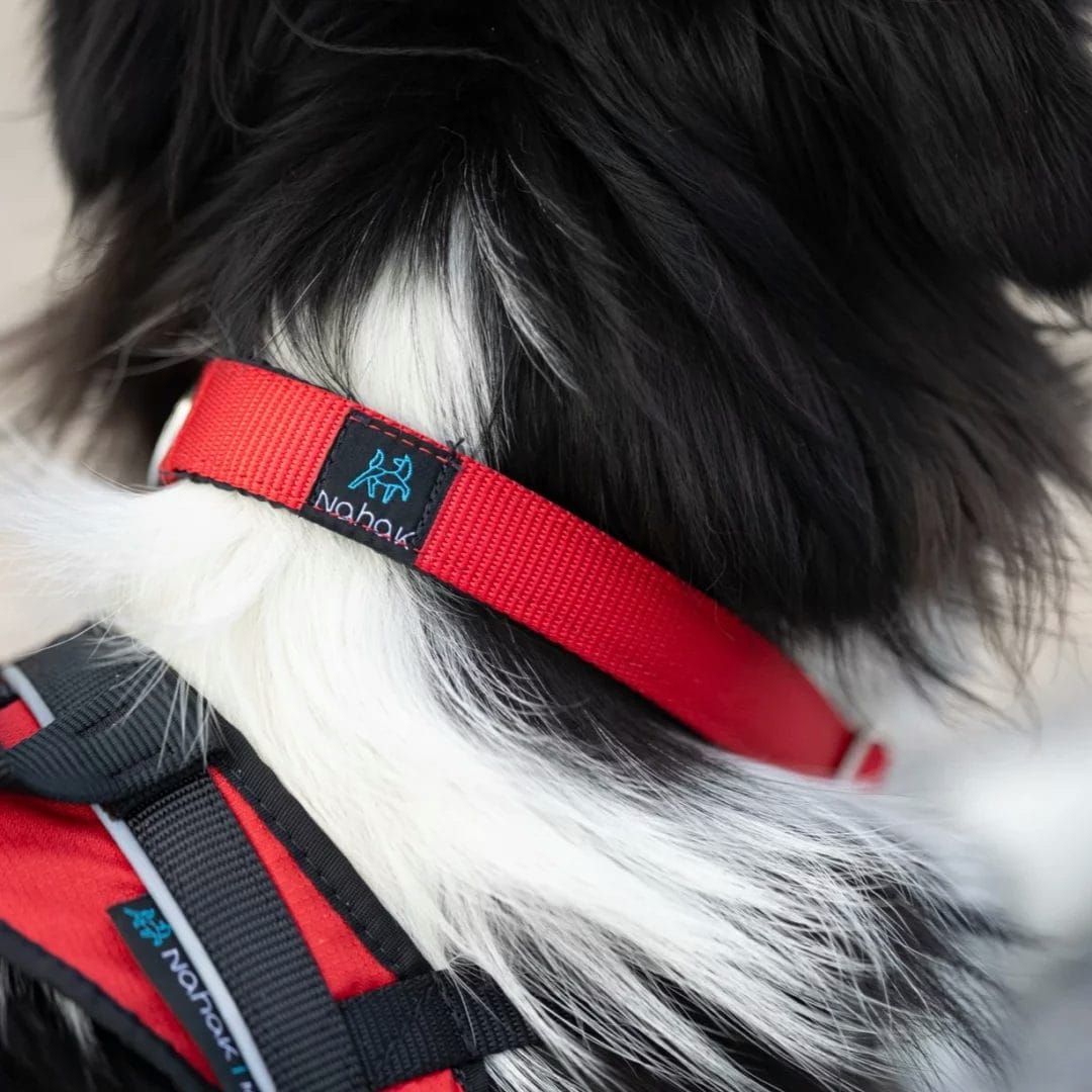Dog collar | Harness sports
