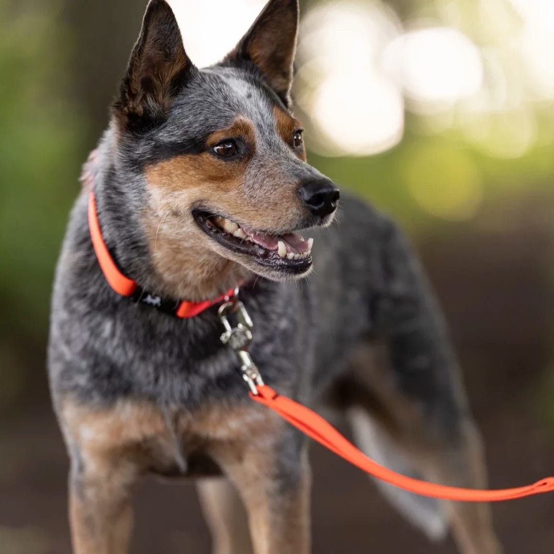 Laisse pour chien | Double poignées