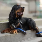 Laisse pour chien